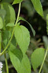 Yellow giant hyssop